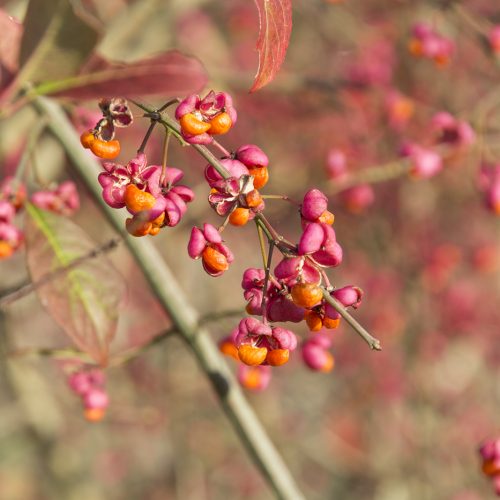 2016-11-11-Bromley_Nature-Reserve_Autumn_Flora-Spindle-Berry-2