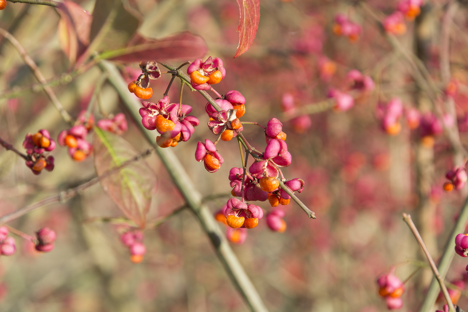 2016-11-11-Bromley_Nature-Reserve_Autumn_Flora-Spindle-Berry-2