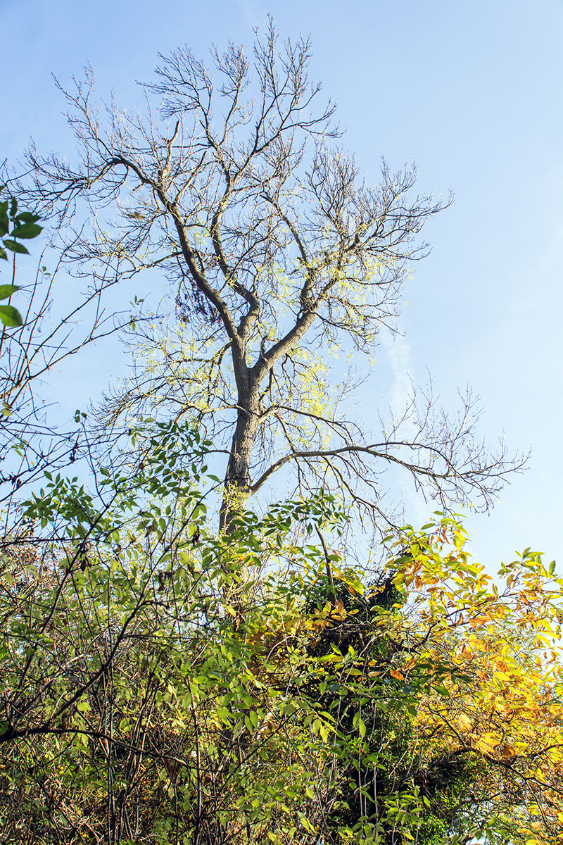 2016-11-11-Bromley_Nature-Reserve_Autumn_Landscape-Scadbury-Nature-Reserve-Little-Wood_Bare-Leaves-against-the-Blue-Autumn-Sky