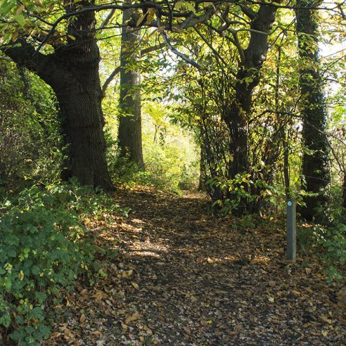 2016-11-11-Bromley_Nature-Reserve_Autumn_Landscape-Scadbury-Nature-Reserve_Little-Wood