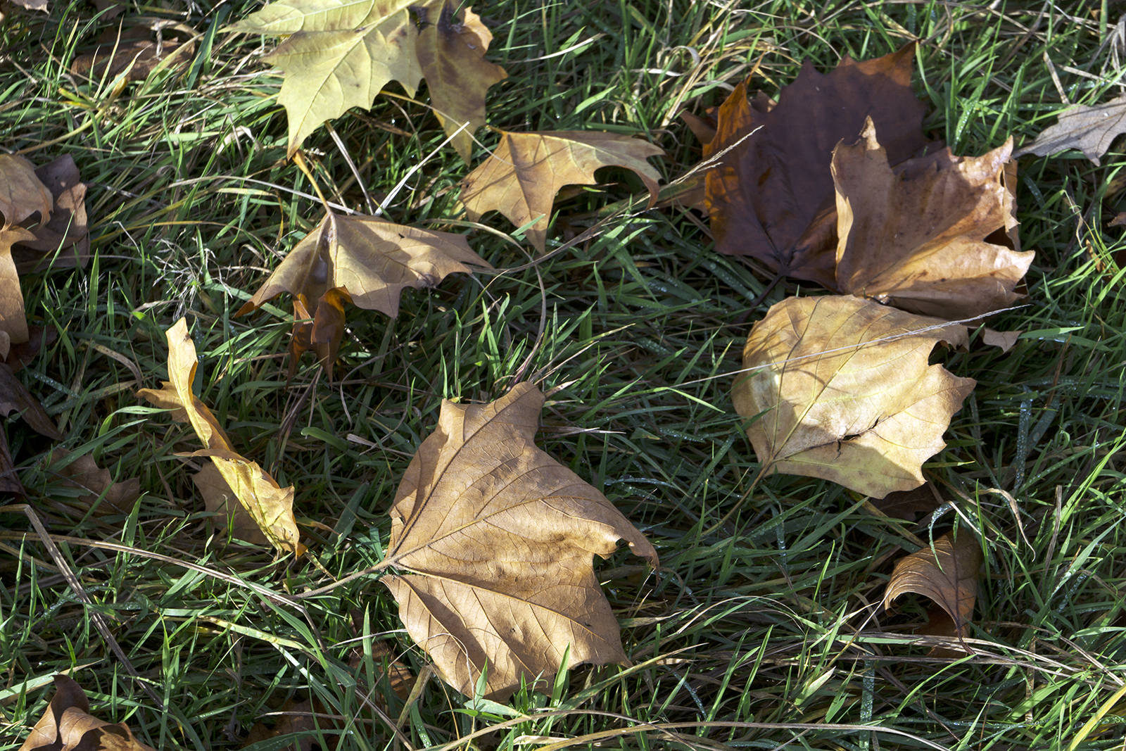 2016-11-16-Camden_Flora_Detail_Autumn