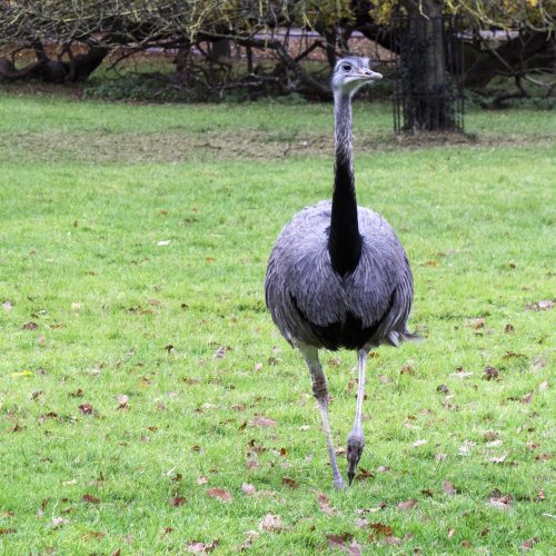 2016-11-16-Camden_Golders-Hill-Park_Fauna_Autumn-Ostrich