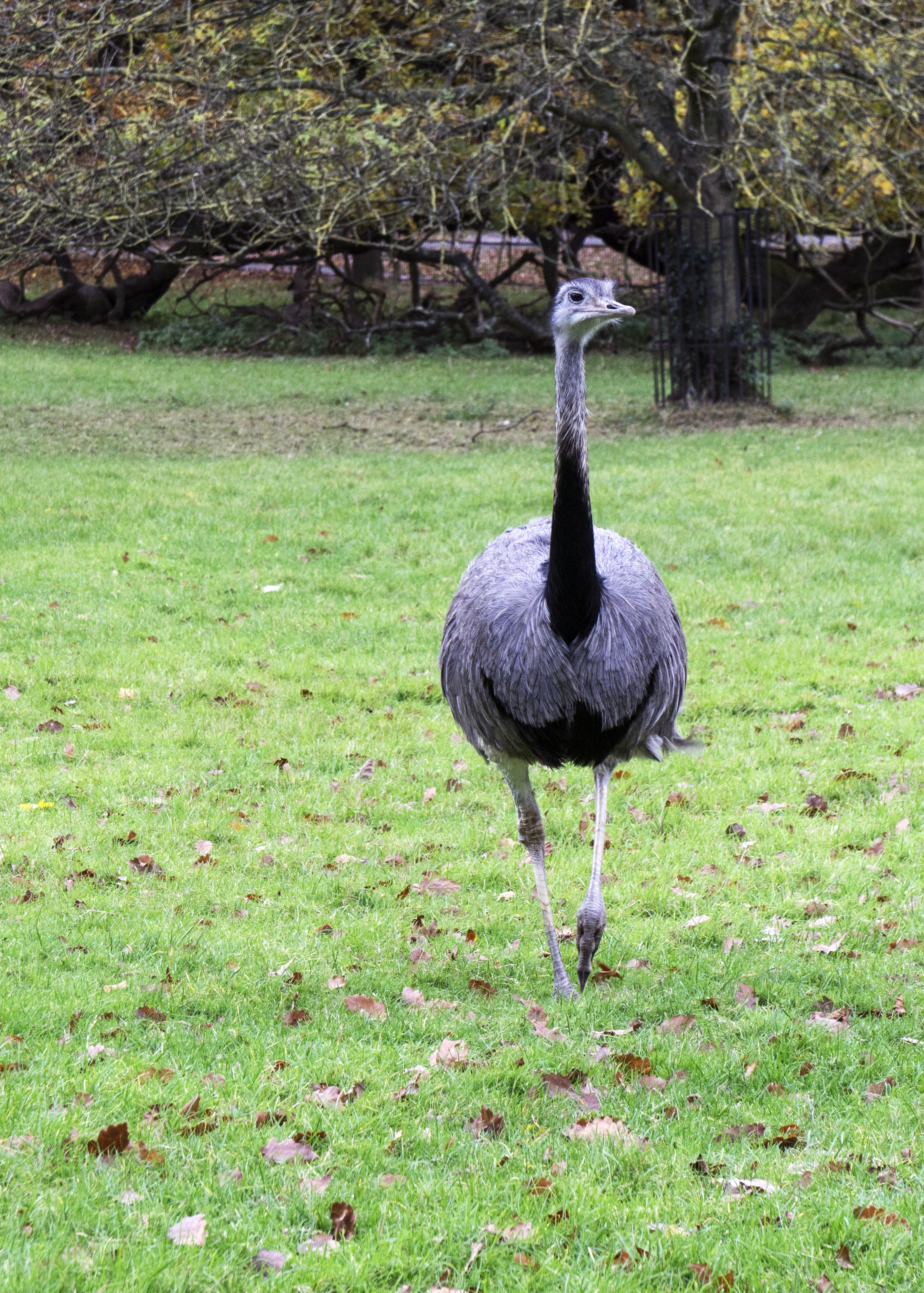 2016-11-16-Camden_Golders-Hill-Park_Fauna_Autumn-Ostrich