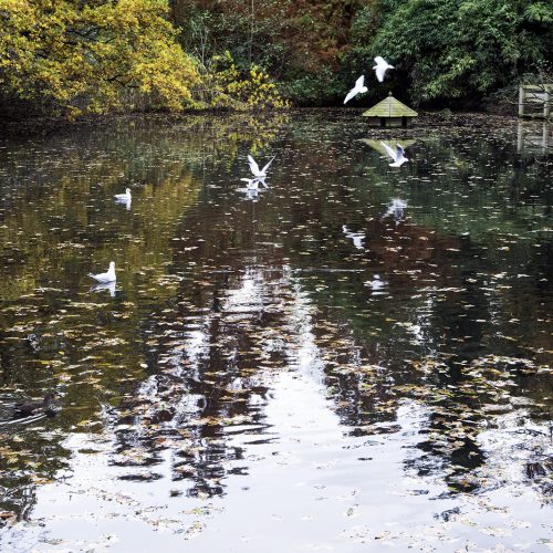 2016-11-16-Camden_Golders-Hill-Park_Landscape_Autumn-Ponds