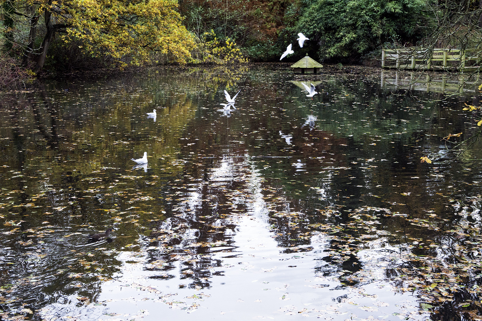 2016-11-16-Camden_Golders-Hill-Park_Landscape_Autumn-Ponds