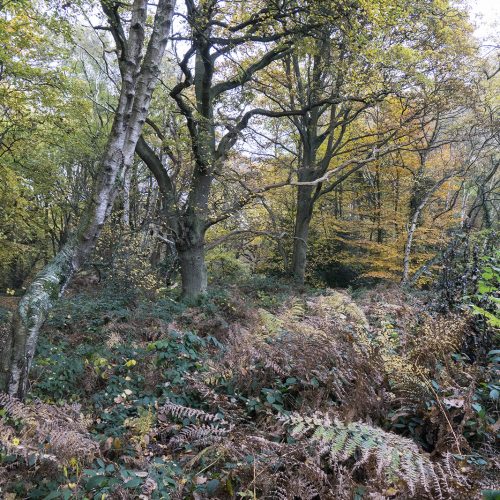 2016-11-16-Camden_Hampstead-Heath_Landscape_Autumn-Woods-west-of-Spaniards-Road