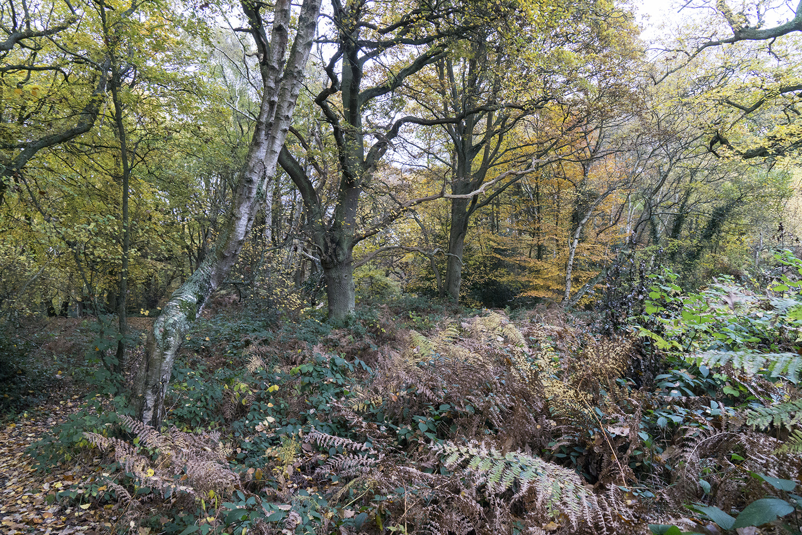 2016-11-16-Camden_Hampstead-Heath_Landscape_Autumn-Woods-west-of-Spaniards-Road