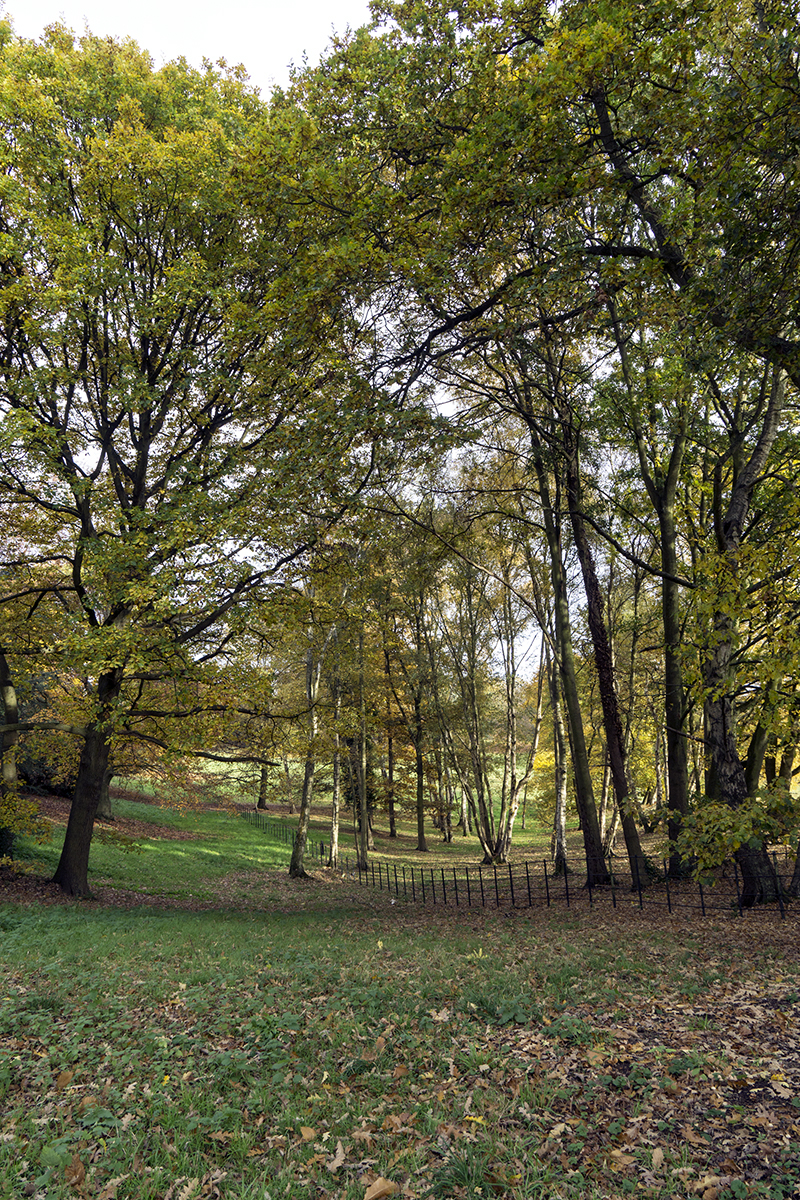 2016-11-16-Camden_Landscape_Autumn_Kenwood-House-Trees-in-autumn-light