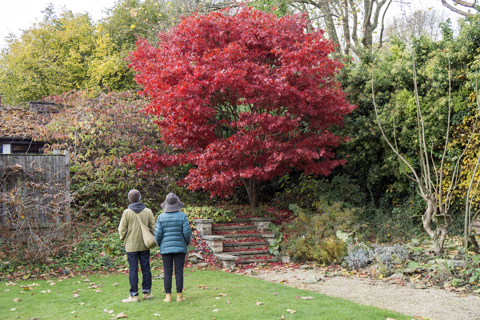 2016-11-16-Camden_People_Autumn_Flora-Red-Maple