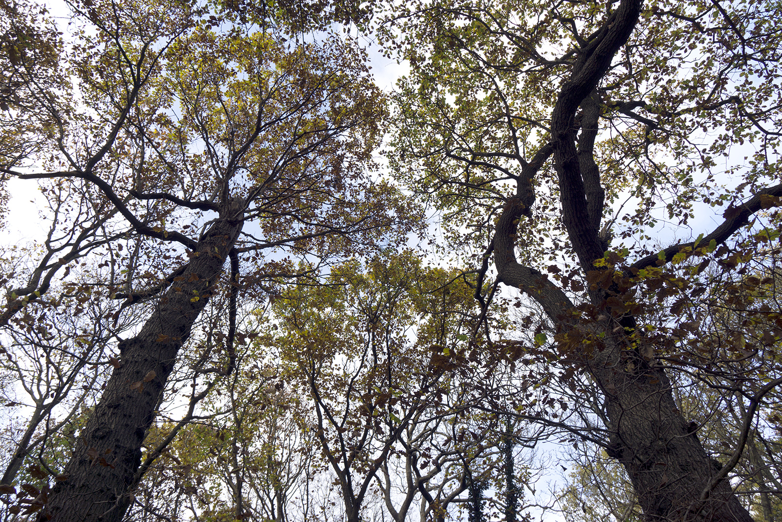 2016-11-24-Croydon_Flora_Autumn_Woodland-Biggin-Wood