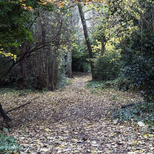2016-11-24-Croydon_Landscape_Path_Stambourne-Woods