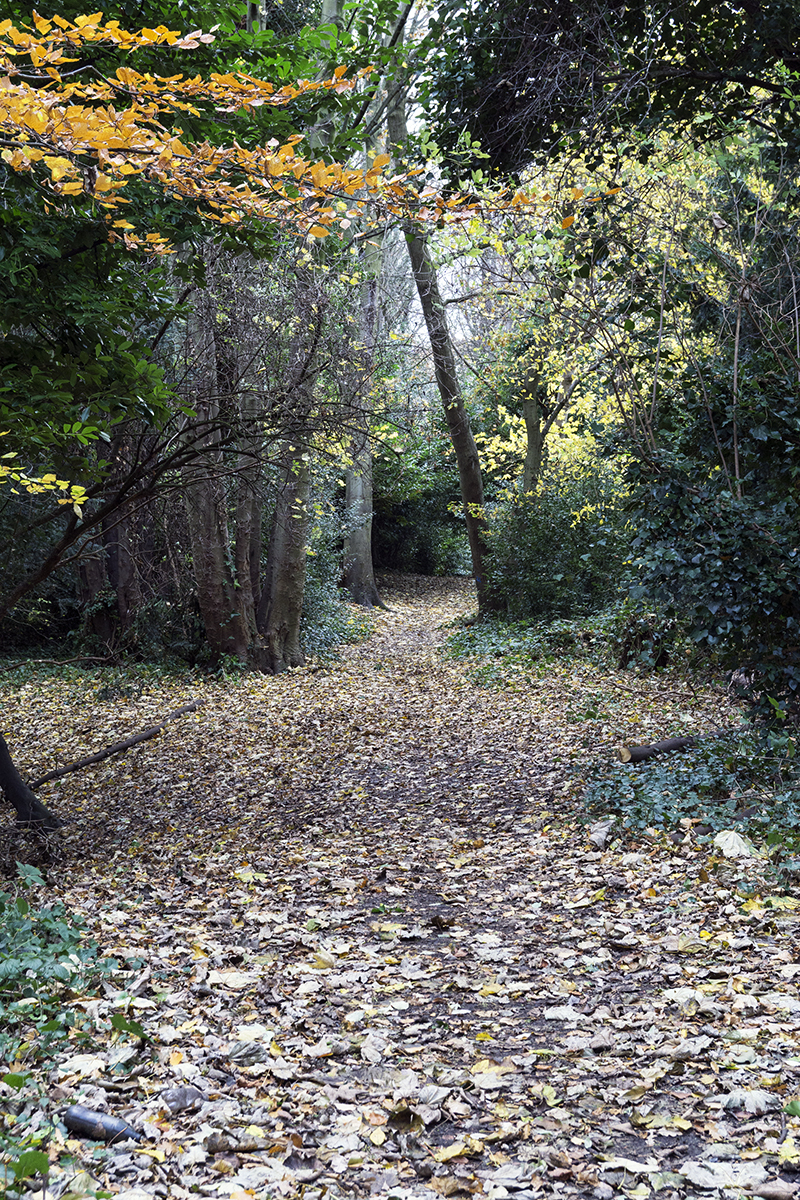 2016-11-24-Croydon_Landscape_Path_Stambourne-Woods