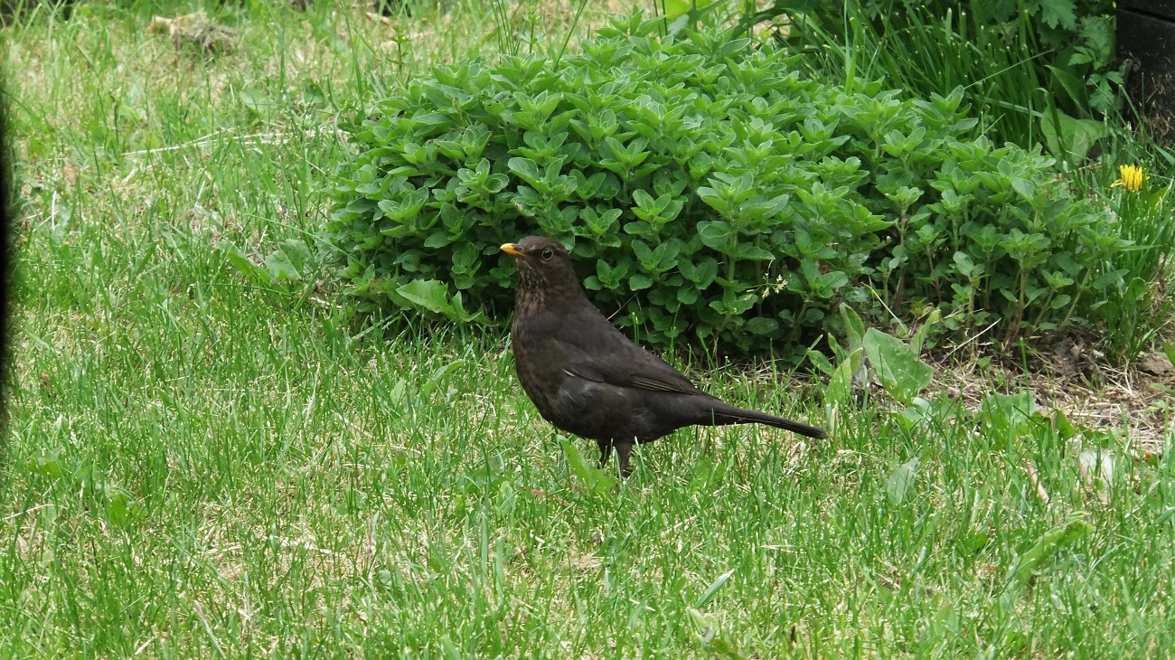 20160530_Tower-Hamlets_Corfield-Street-Park_Blackbird-at-Corfield-Street-Park