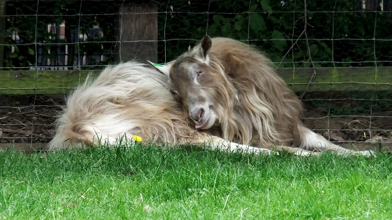 20160530_Tower-Hamlets_Stepney-City-Farm_Arent-I-Sweet