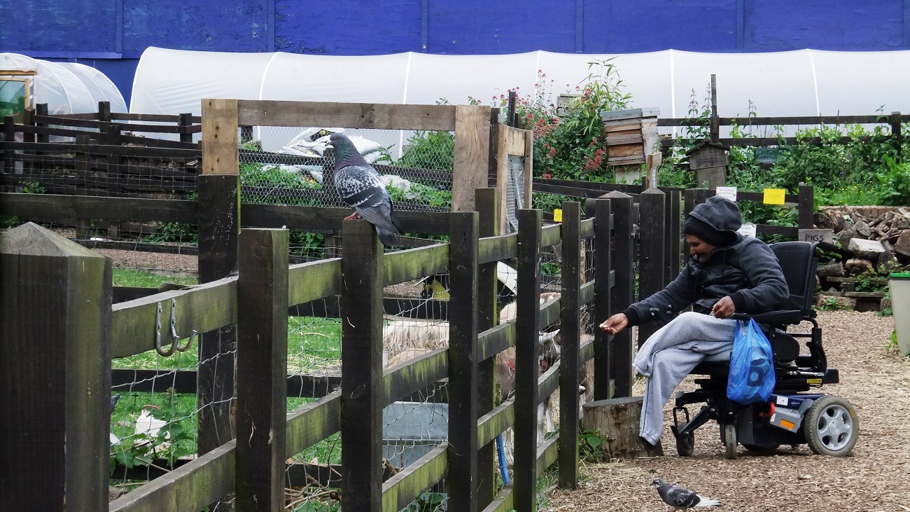 20160530_Tower-Hamlets_Stepney-City-Farm_Leisurely-Feeding-the-Animals