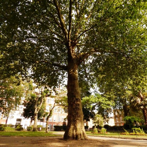 20160816_Tower-Hamlets_Arbour-Square_Bold-Trees