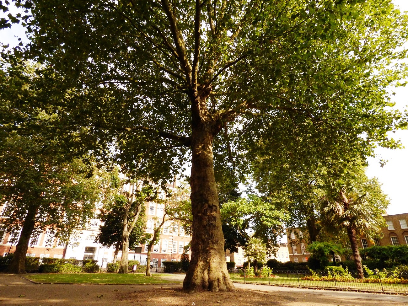 20160816_Tower-Hamlets_Arbour-Square_Bold-Trees
