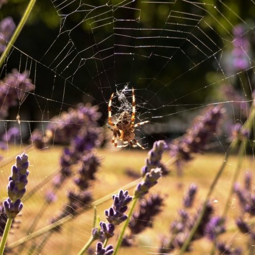 20160817_Tower-Hamlets_St-Dunstan-and-All-Saints-Church_Spider-enjoying-some-Lavender
