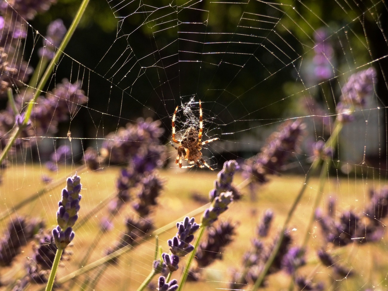 20160817_Tower-Hamlets_St-Dunstan-and-All-Saints-Church_Spider-enjoying-some-Lavender