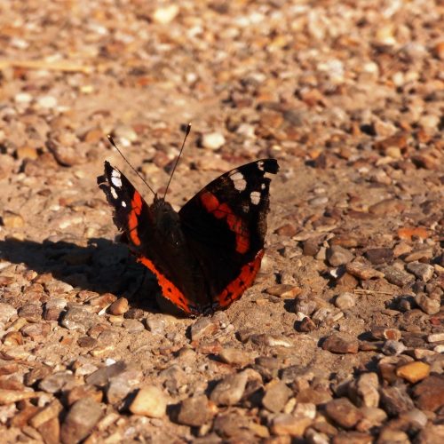 20160817_Tower-Hamlets_St-Georges-Gardens_Butterfly-on-the-pebbled-ground