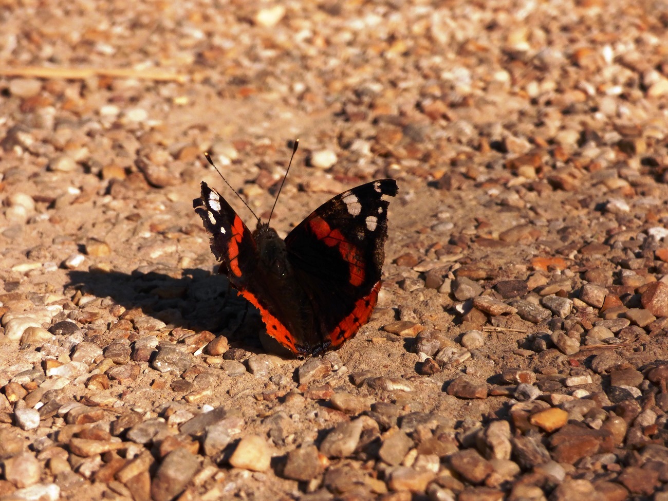 20160817_Tower-Hamlets_St-Georges-Gardens_Butterfly-on-the-pebbled-ground