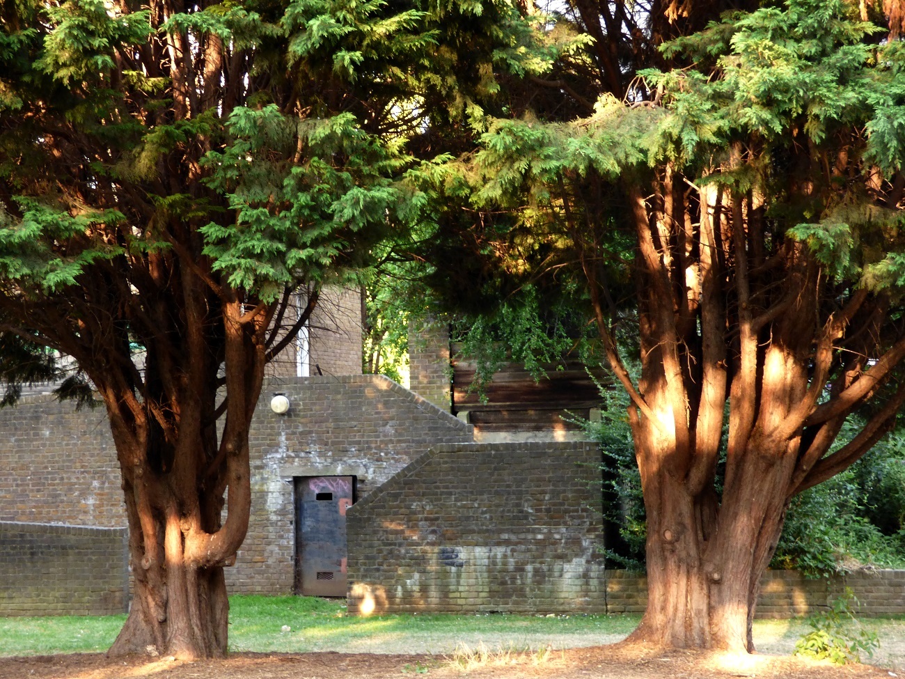 20160817_Tower-Hamlets_Wapping-Woods_Multiple-Trunks