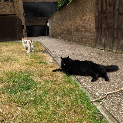 20160818_Tower-Hamlets_Maudlins-Green_Cat-Teritory