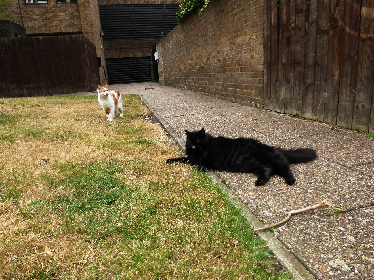 20160818_Tower-Hamlets_Maudlins-Green_Cat-Teritory