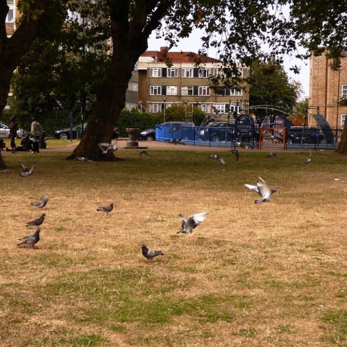 20160818_Tower-Hamlets_Vallance-Gardens_Playful-Pigeons