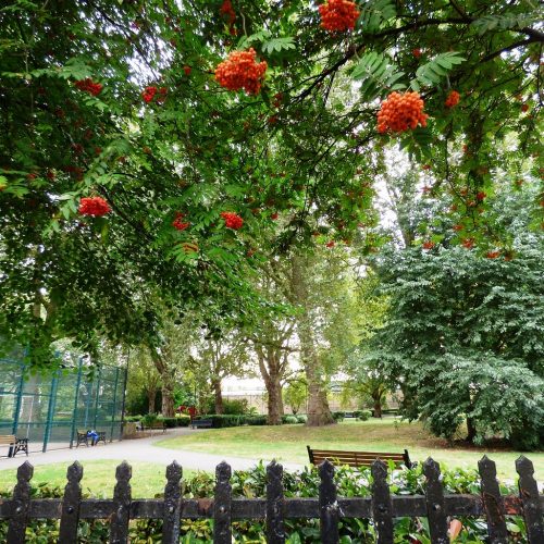 20160818_Tower-Hamlets_Wapping-Gardens_Overhanging-Red-Berries