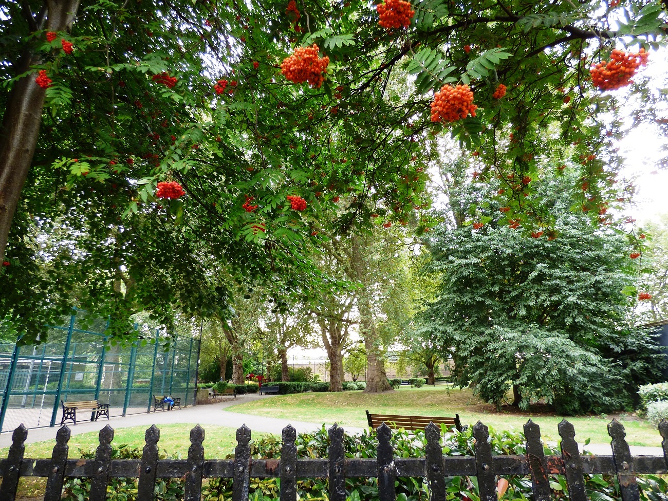 20160818_Tower-Hamlets_Wapping-Gardens_Overhanging-Red-Berries