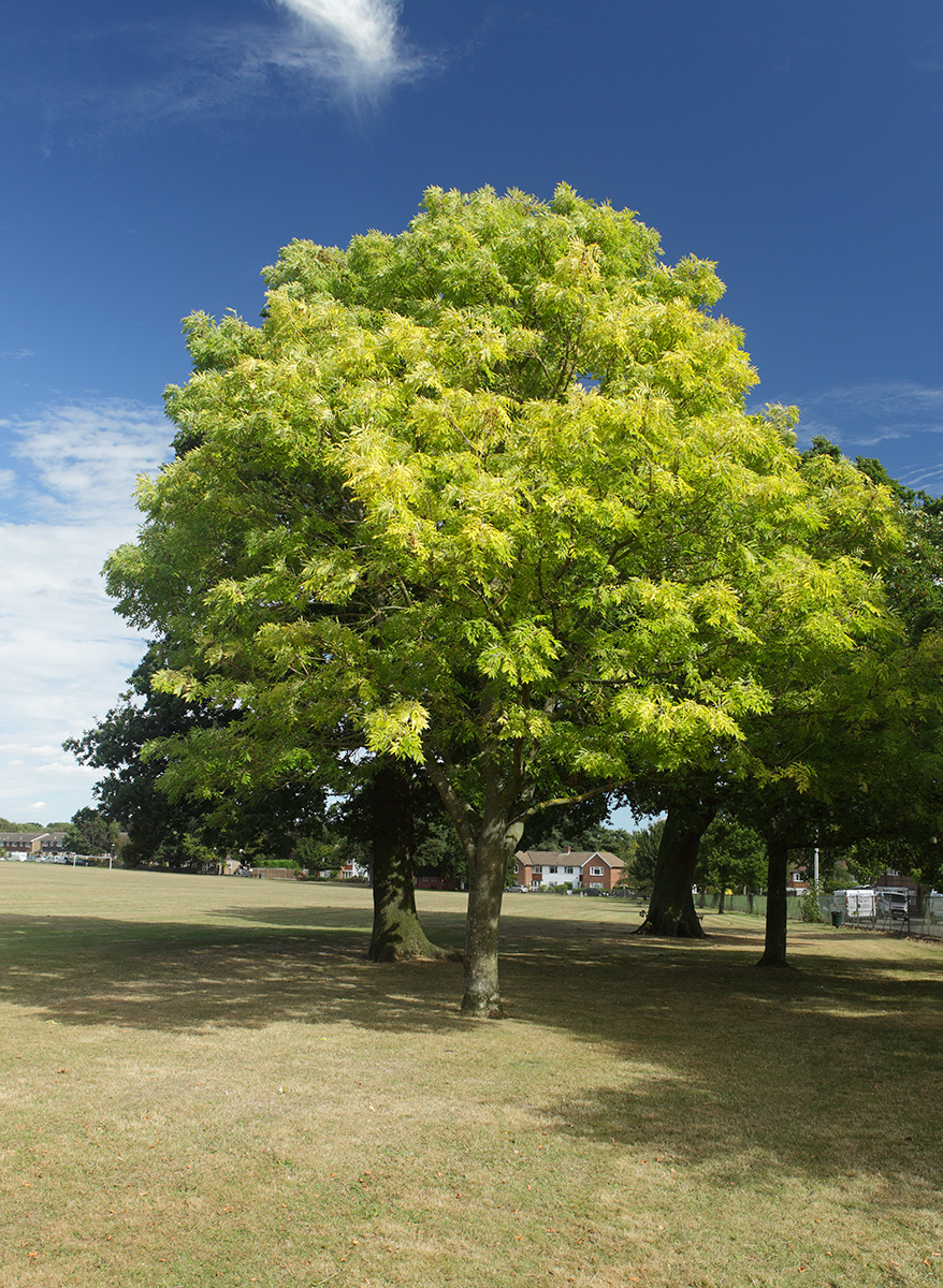 20160912_Croydon_Parkfields-Recreation-Ground_Trees-at-the-edge-of-Parkfields
