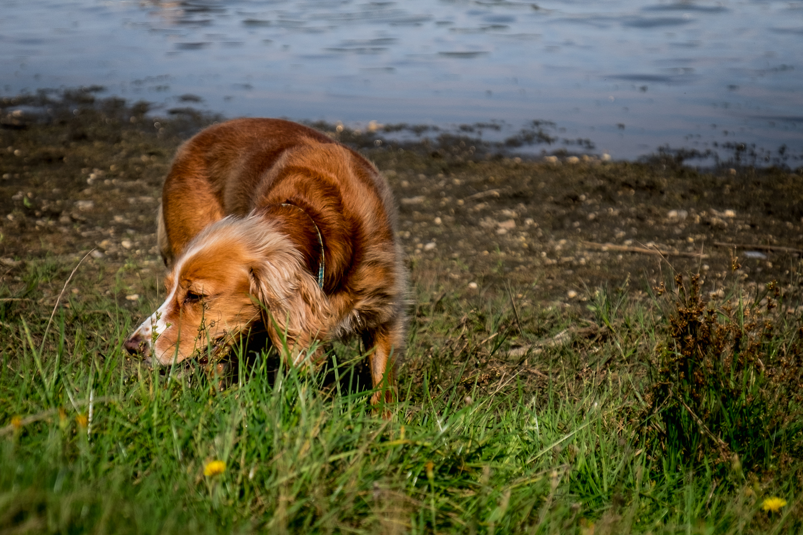 20160914_Merton_Rushmere-Pond_Sniff