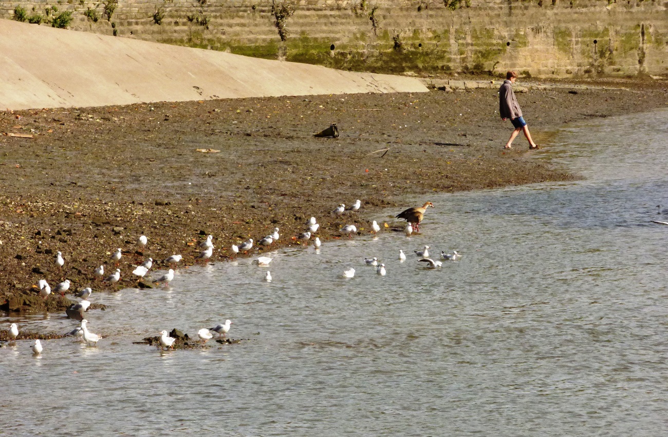 20160925_London-Borough-of-Hounslow_Isleworth_At-the-Beach-in-Isleworth