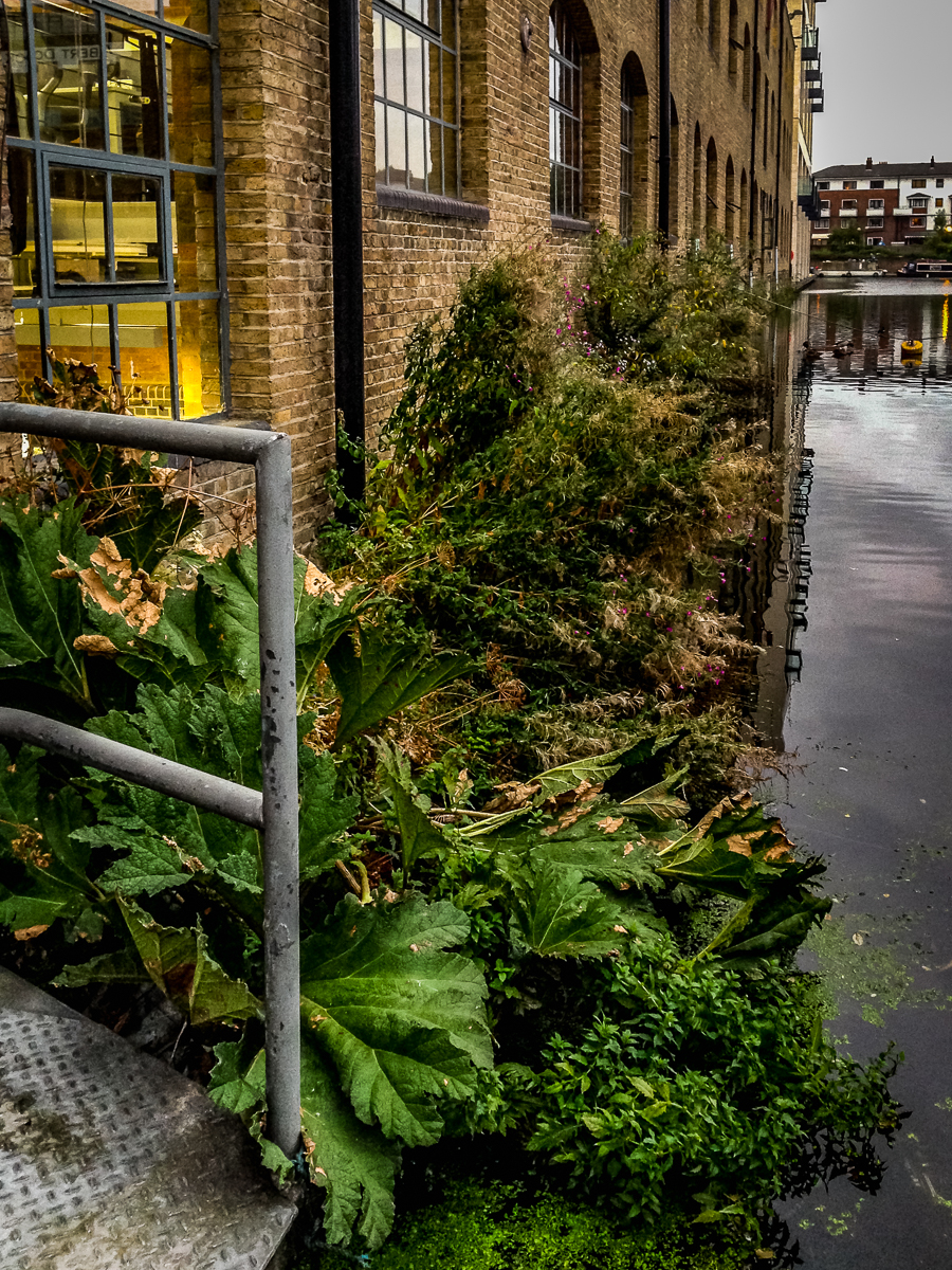 20160927_Camden_Battlebridge-Basin_Fab-view-for-the-plants