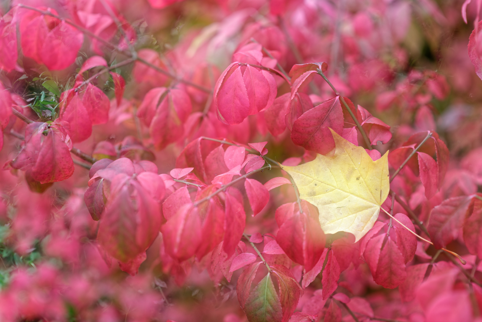 20161023_Camden_WaterlowPark_MichaelColman_AutumnLeaves-2