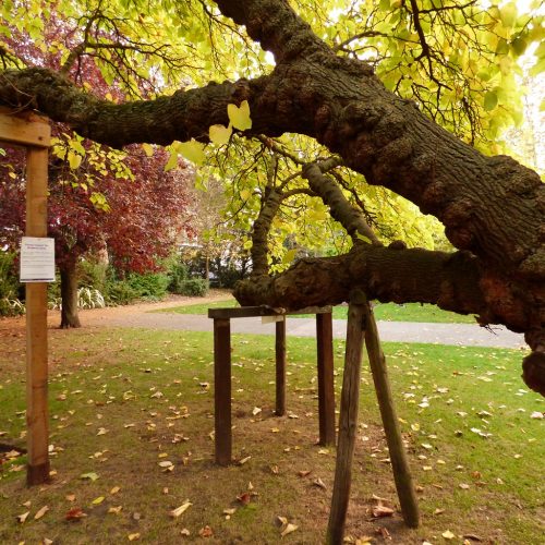 20161025_Southwark_West-Square-Gardens_Resting-Place-for-the-Trees