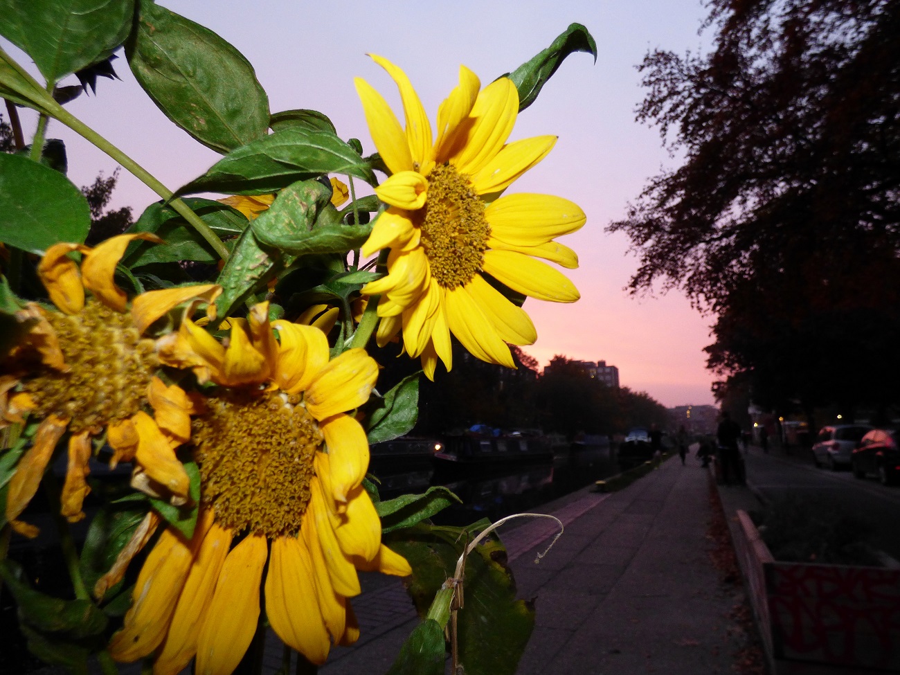 20161030_Hackney_Regents-canal_Still-in-Bloom-in-October