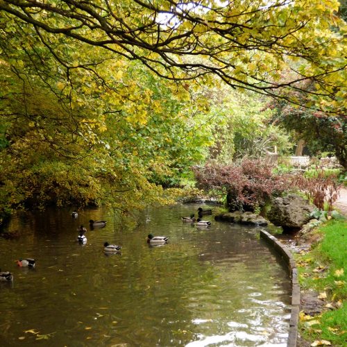 20161030_Islington_New-River-Walk_Mallard-Ducks-at-New-River-Walk