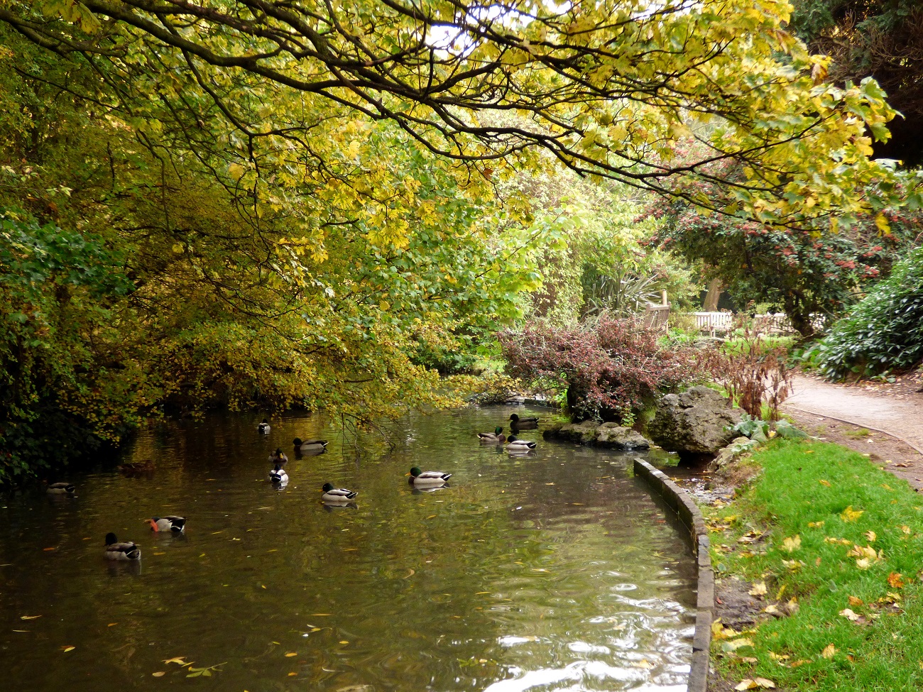 20161030_Islington_New-River-Walk_Mallard-Ducks-at-New-River-Walk