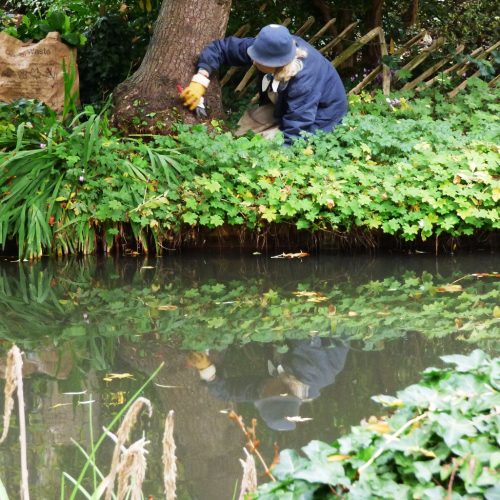20161030_Islington_New-River-Walk_Privately-Pruning