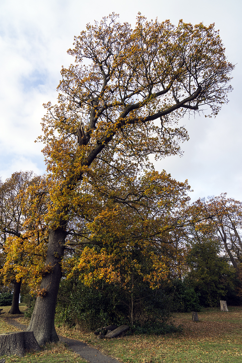 201611-24-Croydon_Flora_Autumn_Formal-Park-Norwood-Grove