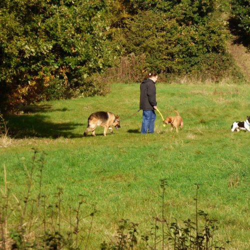 20161107_Brent_Fryent-Country-Park_Dogs-walking-a-Human