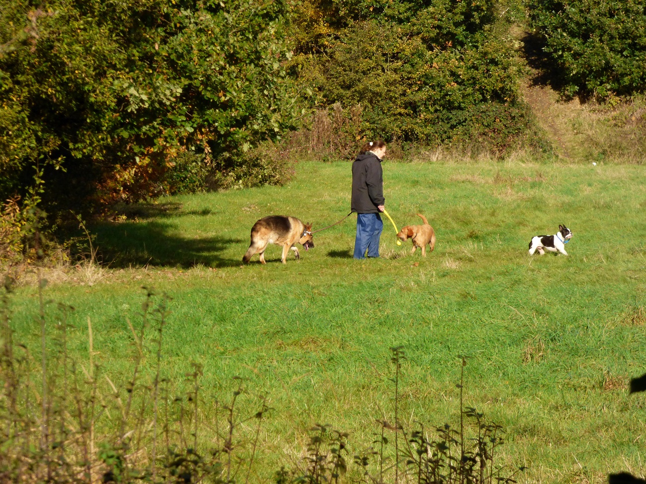 20161107_Brent_Fryent-Country-Park_Dogs-walking-a-Human