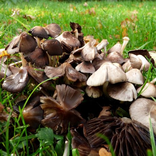 20161107_Brent_Fryent-Country-Park_Mushrooms