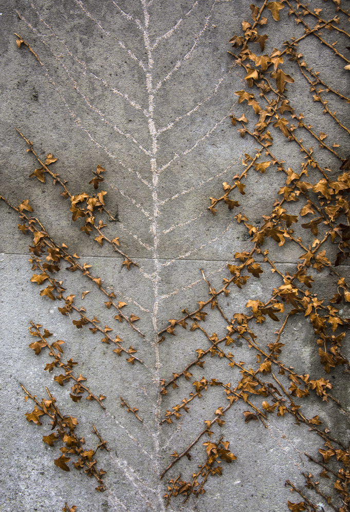 20161112_Kensington_Brompton-Cemetery-_Dried-ivy