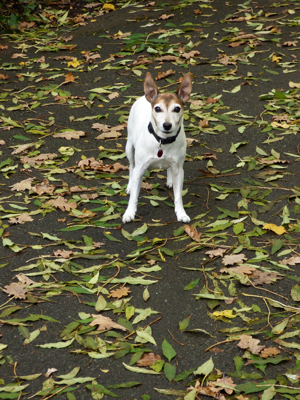 20161113_Hackney_Haggerston-Park_Hello-there