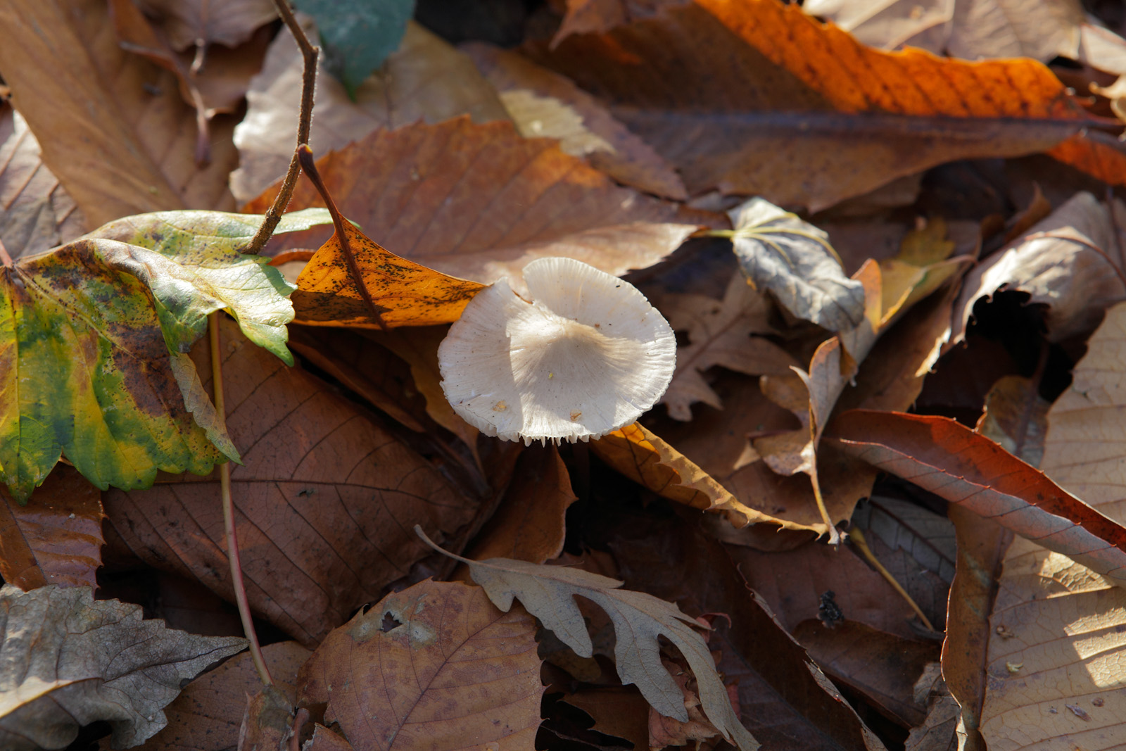 20161125_Croydon_Foxes-Wood_A-fungus-among-us