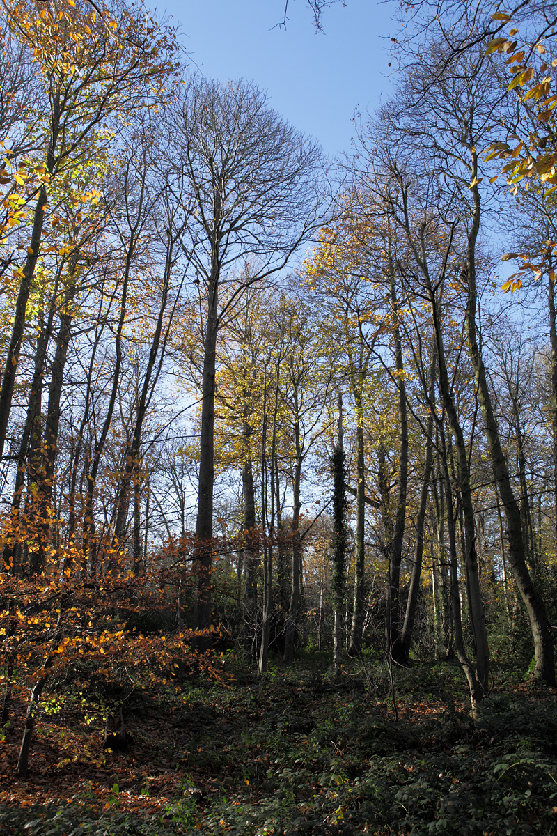 20161125_Croydon_Foxes-Wood_Nearly-bare