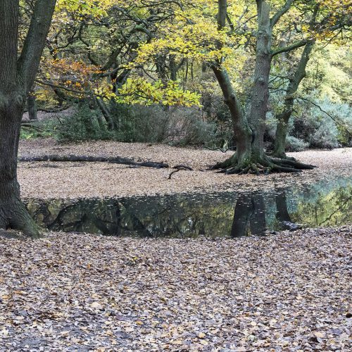 206-11-16-Camden_Hampstead_North-End_Autumn_Landscape_Reflections